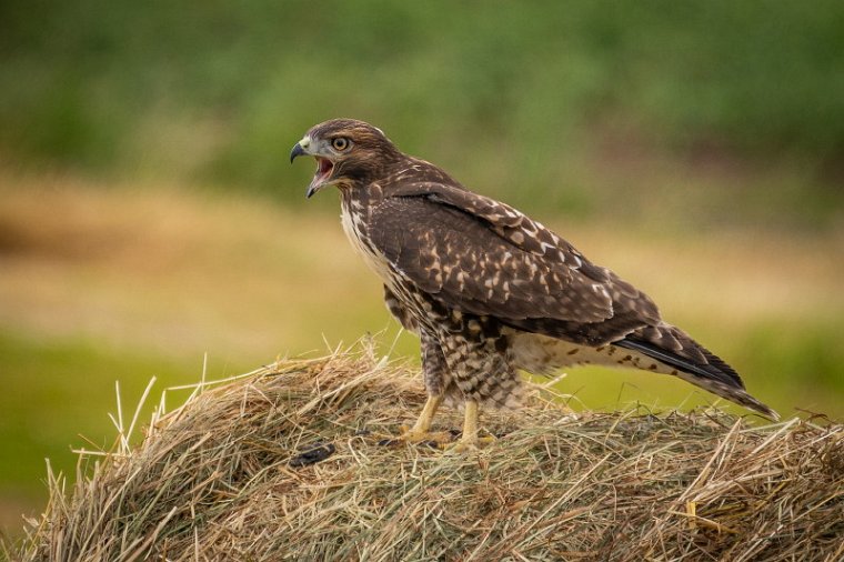 021 Palouse, buizerd.jpg